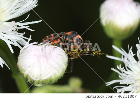 Creatures Insect Akagami-jimame, the pattern of the stomach is like a newt. Even if it is turned over, do you let the enemy beat? 40211807