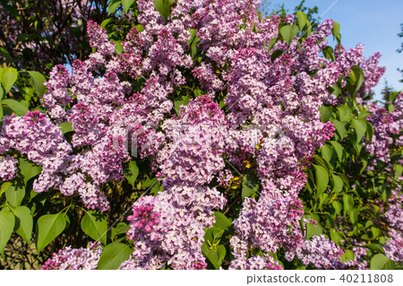 Purple lilac bush on spring sunny day 40211808