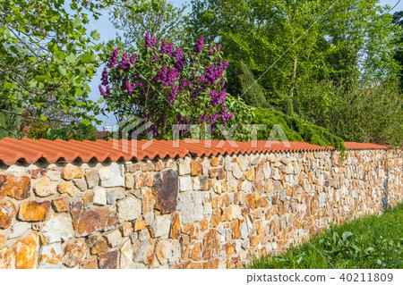 Stone wall with purple lilac bush 40211809