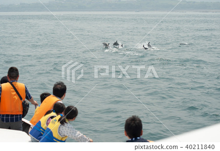 海豚在看 40211840