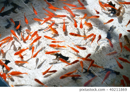 Goldfish scooping  40211869