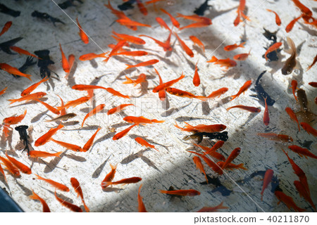 Goldfish scooping  40211870