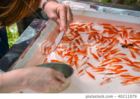 Goldfish scooping  40211879