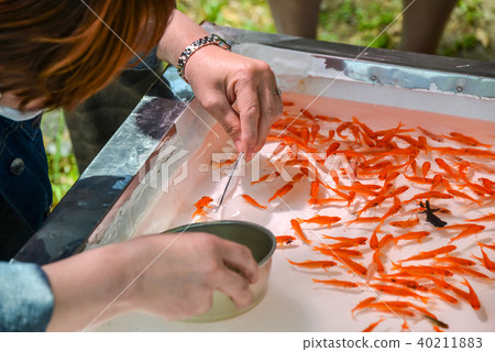 Goldfish scooping Goldfish scooping 40211883