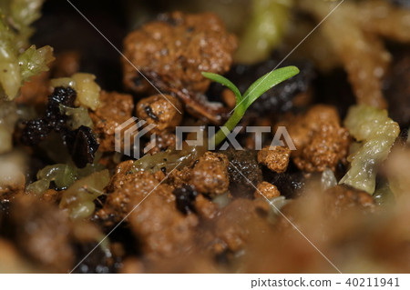 自然植物Sawara，3月下旬。一個小的futaba看著她的臉 40211941