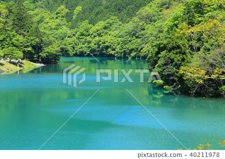 Fresh green 40211978