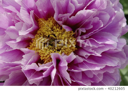 Peony breed name spring onion up Peony breed name spring onion up 40212605
