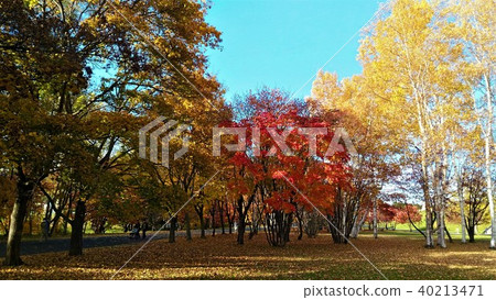 秋葉<Makomauchi Park札幌市> 40213471
