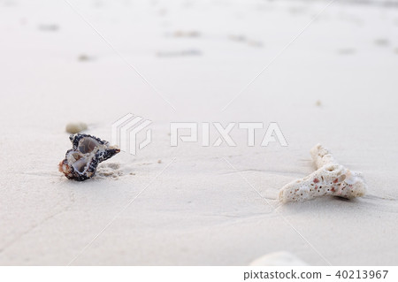 white tropical shell on white beach sand white tropical shell on white beach sand 40213967
