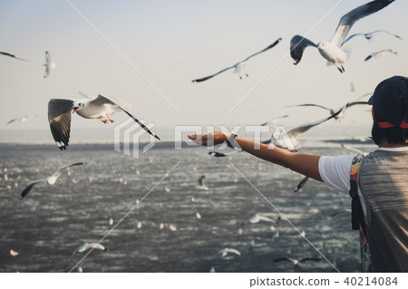 Hand of people feeding seagulls in Band pu seaside Hand of people feeding seagulls in Band pu seaside 40214084