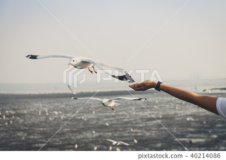 Hand of people feeding seagulls in Band pu seaside Hand of people feeding seagulls in Band pu seaside 40214086