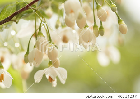 Styrax flower　 40214237