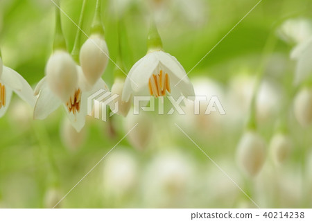 Styrax flower Styrax flower 40214238