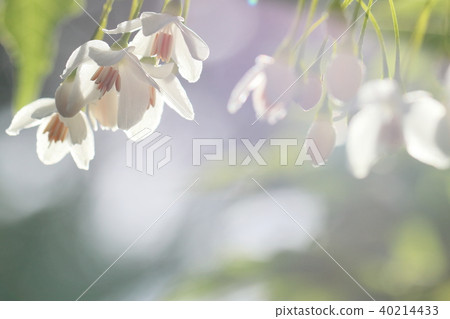 安息香花 安息香花 40214433