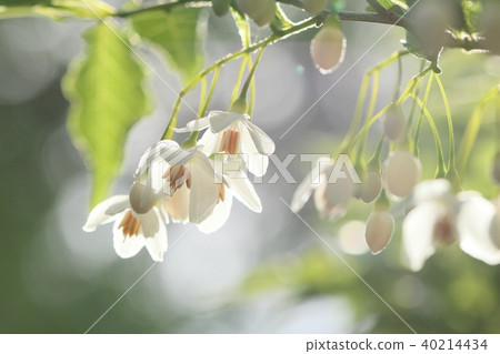 安息香花　 40214434