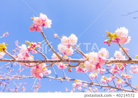 Japan's spring Fukushima · Inawashiro Satsuzakura of the Showa Forest (Amagidaidai) 40214572