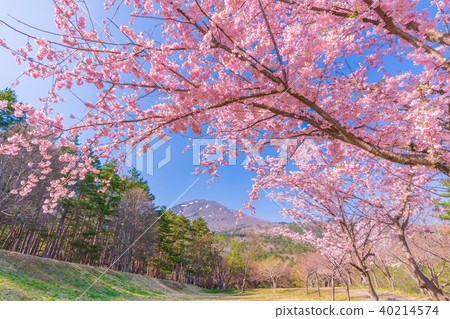 Japan's spring Fukushima · Inawashiro Satsuzakura of the Showa Forest (Amagidaidai) 40214574
