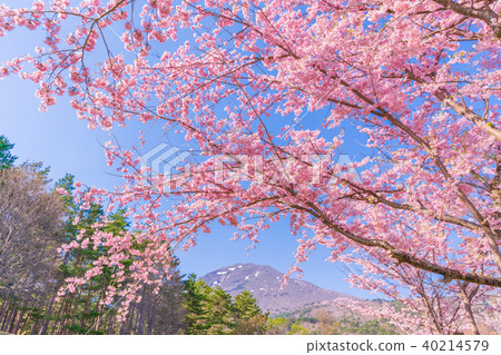 日本的春天福島縣·昭和森林的Inawashiro Satsuzakura（Amagidaidai） 40214579