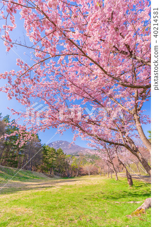 日本的春天福島縣·昭和森林的Inawashiro Satsuzakura（Amagidaidai） 40214581