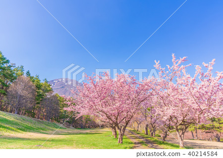 Japan's spring Fukushima · Inawashiro Satsuzakura of the Showa Forest (Amagidaidai) 40214584