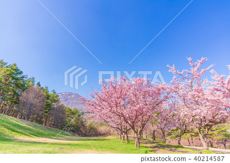 Japan's spring Fukushima · Inawashiro Satsuzakura of the Showa Forest (Amagidaidai) Japan's spring Fukushima · Inawashiro Satsuzakura of the Showa Forest (Amagidaidai) 40214587