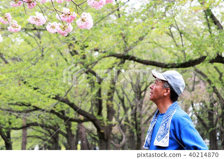 看著雙櫻花的老人 看著雙櫻花的老人 40214870