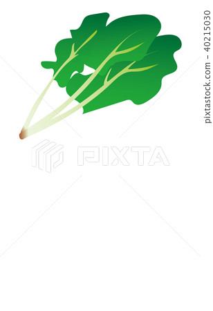 蔬菜菠菜 蔬菜菠菜 40215030