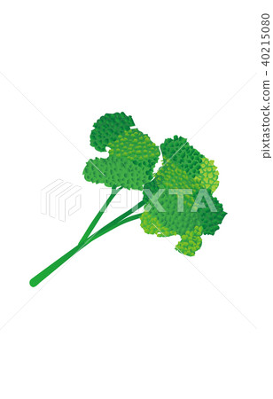 Vegetable parsley 40215080