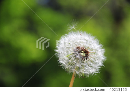 Fluffy dandelion with green background Fluffy dandelion waiting for the wind Fluffy dandelion with green background Fluffy dandelion waiting for the wind 40215133