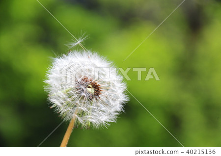 Dandelion fluff dandelion white fluff fluff waiting for the wind time of departure round dandelion dandelion trip off Dandelion fluff dandelion white fluff fluff waiting for the wind time of departure round dandelion dandelion trip off 40215136