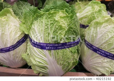 中國的白菜 中國的白菜 40215192