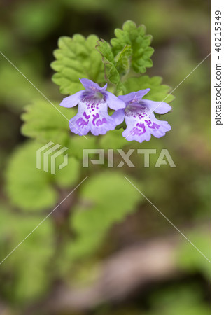 牡蠣喙 牡蠣喙 40215349