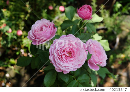 Beautiful roses Bush in garden, roses for Valentin Beautiful roses Bush in garden, roses for Valentin 40215847