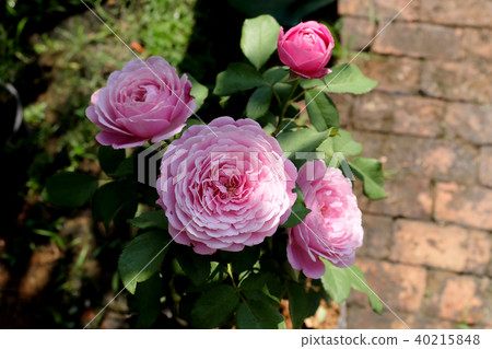 Beautiful roses Bush in garden, roses for Valentin 40215848