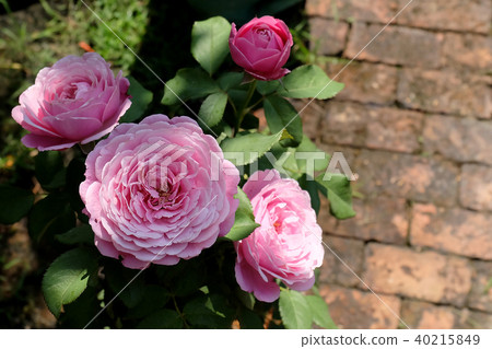 Beautiful roses Bush in garden, roses for Valentin Beautiful roses Bush in garden, roses for Valentin 40215849