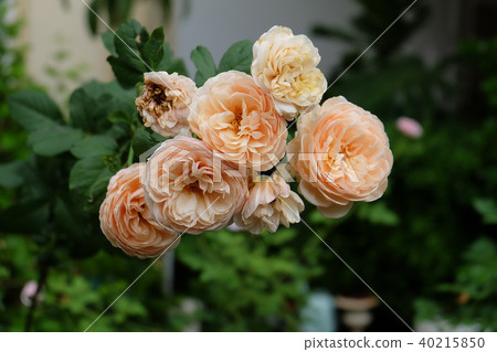 Beautiful roses Bush in garden, roses for Valentin Beautiful roses Bush in garden, roses for Valentin 40215850