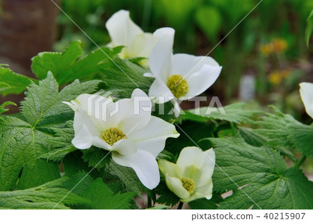 White flowered Shiraneeao 40215907