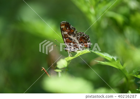 Spring type of sika wasp Spring type of sika wasp 40216287