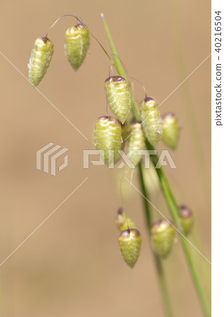 Madder beetle 40216504