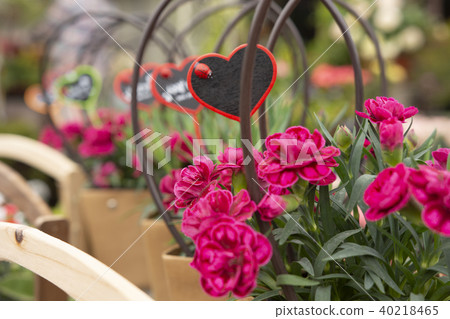 Lovely flower potted gift 40218465