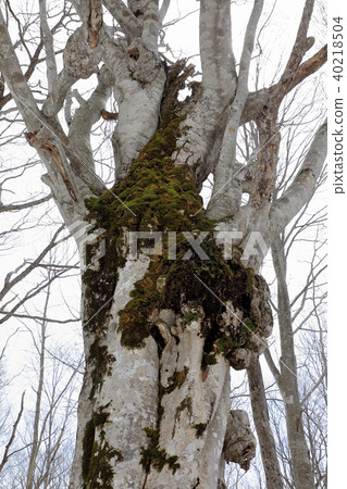 Asun beech old wood Shimi Town, Fukushima Prefecture Asun beech old wood Shimi Town, Fukushima Prefecture 40218504
