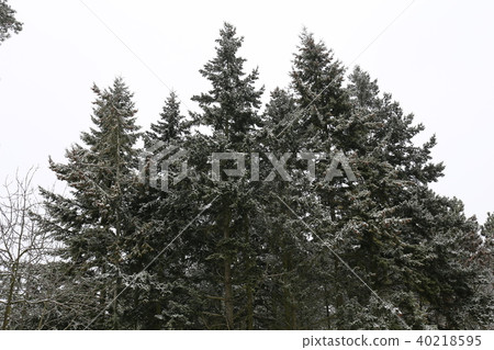Snow-covered trees 40218595