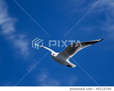Blue sky and seagulls 40218706