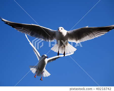 Blue sky and seagulls 40218742