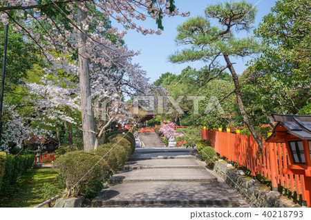 Cherry blossoms at Jenosho Shrine in Kyoto 40218793