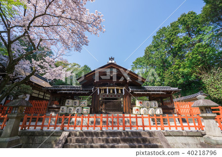 Kyoto Main shrine and cherry blossoms at Jiannho Shrine 40218796