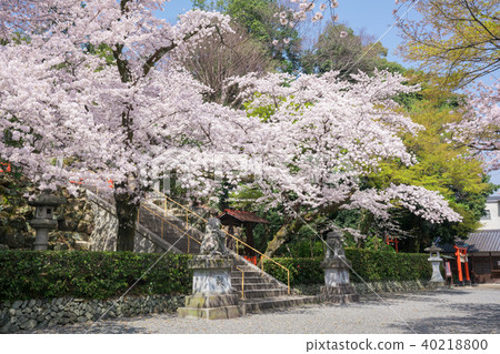 Cherry blossoms at Jenosho Shrine in Kyoto 40218800