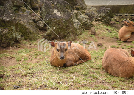 八丈島的Kyon 5 40218903