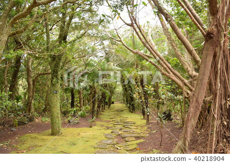 熱帶植物 熱帶植物 40218904