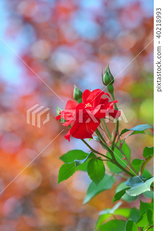 Close-up of red roses Close-up of red roses 40218993